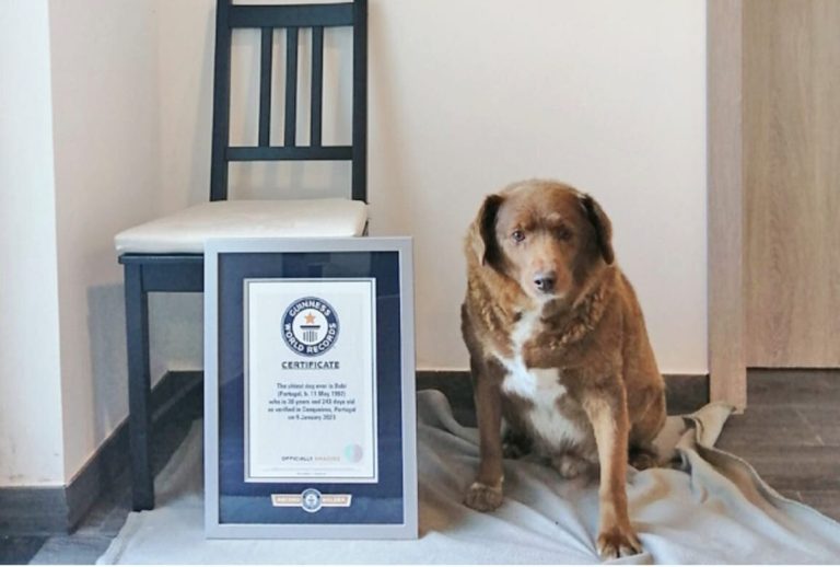 Pemilik ‘Anjing Tertua di Dunia’ mahu saman Rekod Dunia Guinness