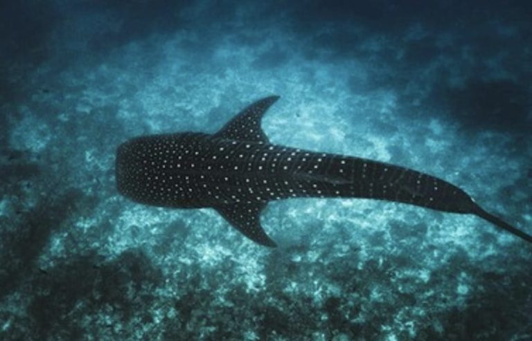 Maldives lancar Tech4Nature di SAMPA, lindungi jerung paus dan perkasa pemuliharaan marin